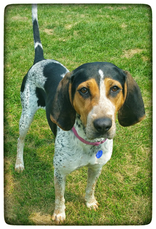 Blake - Do - ADOPTED-10.10.15