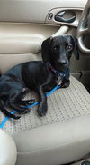Coney-ADOPTED-7.13.15