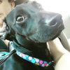 Coney-ADOPTED-7.13.15