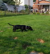Coney-ADOPTED-7.13.15