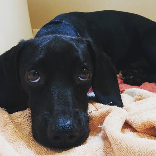 Coney-ADOPTED-7.13.15