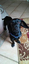 Coney-ADOPTED-7.13.15