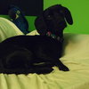 Coney-ADOPTED-7.13.15