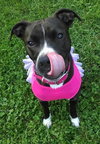 Princess Lily - ADOPTED 07.24.15