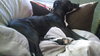 Princess Lily - ADOPTED 07.24.15