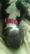 Princess Lily - ADOPTED 07.24.15