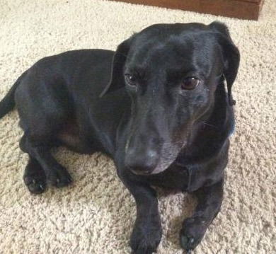 Wilbur - ADOPTED 09.25.15