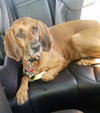 Dora - ADOPTED 06.22.19
