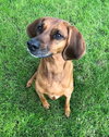Dora - ADOPTED 06.22.19