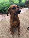 Dora - ADOPTED 06.22.19