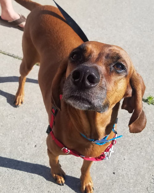 Dora - ADOPTED 06.22.19