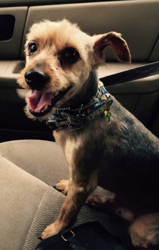 Dooney-ADOPTED-7.18.15