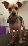Dooney-ADOPTED-7.18.15