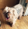 Dooney-ADOPTED-7.18.15