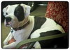Mr. Zeus - ADOPTED-10.7.15