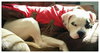 Mr. Zeus - ADOPTED-10.7.15