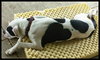 Mr. Zeus - ADOPTED-10.7.15