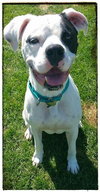 Mr. Zeus - ADOPTED-10.7.15