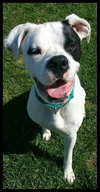 Mr. Zeus - ADOPTED-10.7.15