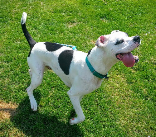 Mr. Zeus - ADOPTED-10.7.15