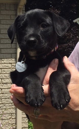 Eo Litter Princess Sweet Pea - ADOPTED 07.19.15