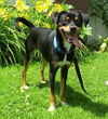 Kermit-ADOPTED-7.22.15