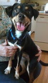 Kermit-ADOPTED-7.22.15