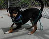 Kermit-ADOPTED-7.22.15