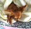 Fo Litter Tina (Mom) - ADOPTED 08.29.15
