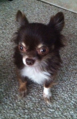 Fo Litter Buck (Dad) - ADOPTED 07.31.15