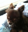 Fo Litter Buck (Dad) - ADOPTED 07.31.15