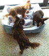 Fo Litter Buck (Dad) - ADOPTED 07.31.15