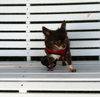 Fo Litter Buck (Dad) - ADOPTED 07.31.15