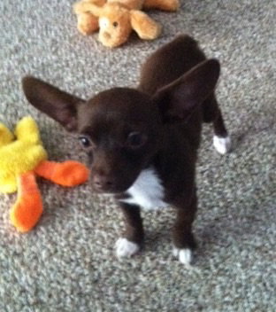 Fo Litter Kevin (Pup) - ADOPTED 07.19.15
