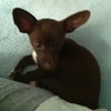 Fo Litter Kevin (Pup) - ADOPTED 07.19.15