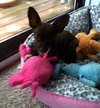 Fo Litter Kevin (Pup) - ADOPTED 07.19.15
