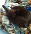 Fo Litter Kevin (Pup) - ADOPTED 07.19.15