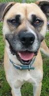 Thunder-ADOPTED-8.1.15