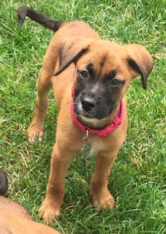Ho Litter Odesza (Bonded Pair) -ADOPTED 08.15.15