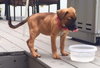 Ho Litter Odesza (Bonded Pair) -ADOPTED 08.15.15