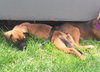 Ho Litter Odesza (Bonded Pair) -ADOPTED 08.15.15