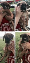 Ho Litter Odesza (Bonded Pair) -ADOPTED 08.15.15