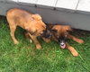 Ho Litter Odesza (Bonded Pair) -ADOPTED 08.15.15