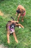 Ho Litter Odesza (Bonded Pair) -ADOPTED 08.15.15