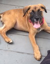 Ho Litter Odesza (Bonded Pair) -ADOPTED 08.15.15