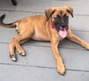 Ho Litter Odesza (Bonded Pair) -ADOPTED 08.15.15