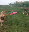 Ho Litter Odesza (Bonded Pair) -ADOPTED 08.15.15
