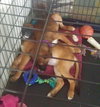 Ho Litter Odesza (Bonded Pair) -ADOPTED 08.15.15