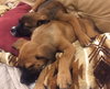 Ho Litter Odesza (Bonded Pair) -ADOPTED 08.15.15