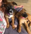 Ho Litter Odesza (Bonded Pair) -ADOPTED 08.15.15